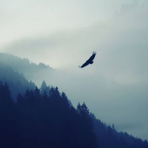 Meet your Posher, Rahl